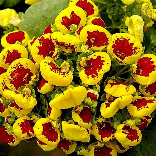 50 piezas Semillas de Calceolaria Uniflora - Planta cubresuelos resistentes flores de jardín perennes bolsa de tela, productos sostenibles decoración floral regalo de agradecimiento