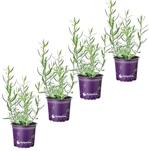 Französischer Estragon Artemisia dracunculus Kräuter Pflanze 4stk