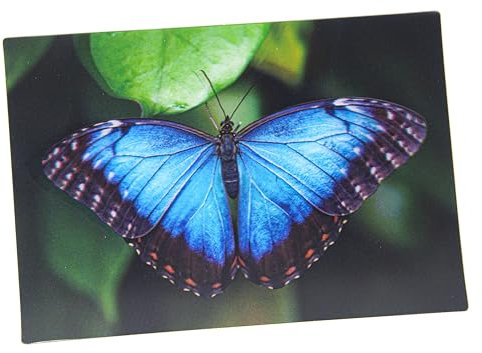 3 D Ansichtskarte Schmetterling, blauer Morphofalter, Postkarte Wackelkarte Hologrammkarte Tier Falter