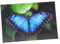 3 D Ansichtskarte Schmetterling, blauer Morphofalter, Postkarte Wackelkarte Hologrammkarte Tier Falter