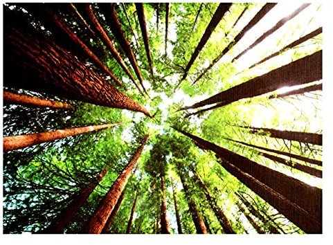 Buchenwald, GOR, Australien, 1000-teiliges Puzzle für Erwachsene und Kinder, 68,6 x 50,8 cm, extra dicke, leicht zusammenpassende Teile, aus recyceltem Papier, Bonus-Poster im Lieferumfang enthalten