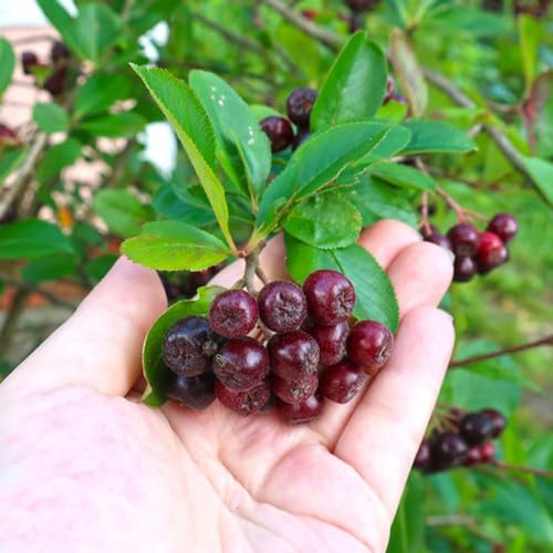 100 pcs Aronia pflanze samen - kleine geschenke Aronia melanocarpa, bonsai baum säulenobstbäume büropflanzen obstbäume baumsamen bonsai samen obst hochbeet balkon obst frisch