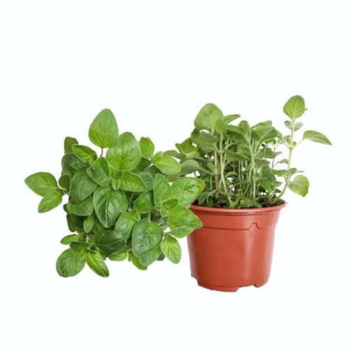Plantas de Orégano - DECOALIVE Set de 2 Plantas Naturales - Plantas Comestibles