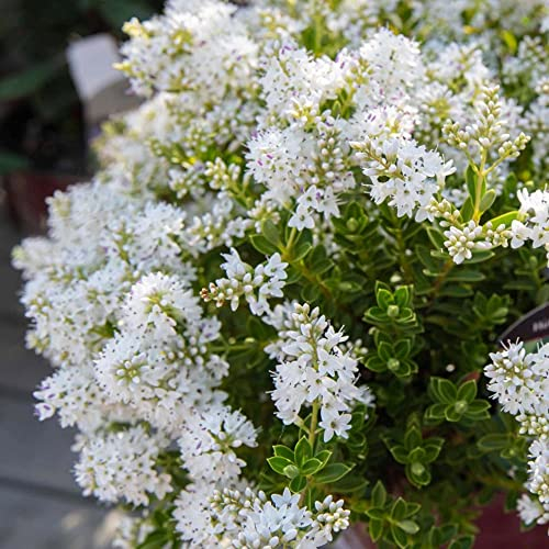 Hebe buxifolia Arbusto da giardino sempreverde resistente alle intemperie, con fioritura, in vaso da 9 cm.