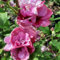 Gartenhibiskus Roseneibisch Hibiscus syriacus Duc de Brabant dunkelrosa Blüte, ca 30-60 cm, 3 Liter Topfballen