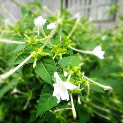 wunderblumesamen lange blüte bodendecker 40pcs