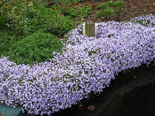 Stauden Gänge 10 x Phlox subulata 'Emerald Cushion Blue' (Winterhart/Staude/Bodendecker/Mehrjährig/Stauden/Immergrün) Blauer Polster-Phlox - Ein Meer aus Blau für Ihre Beete - Trittfest