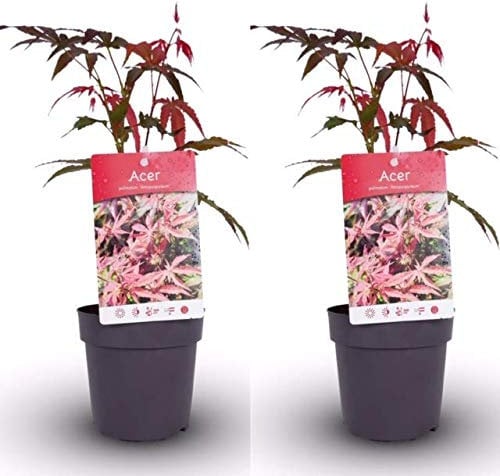 2 x Acer Atropurpureum Plants in 11cm Pots - Japanese Maple Plants