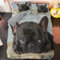 ZLLHAPPY Bettwäsche 135X200 3Teilig Haustier Französische Bulldogge Bettbezug-Set Weiche Und Atmungsaktive Mikrofaser-Bettbezug-Set Mit Reißverschluss,1 Bettbezug + 2 Kissenbezüge 80X80Cm