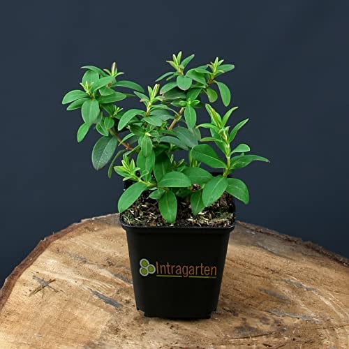Hypericum Calycinum von Intragarten niedriges Johanniskraut im Topf