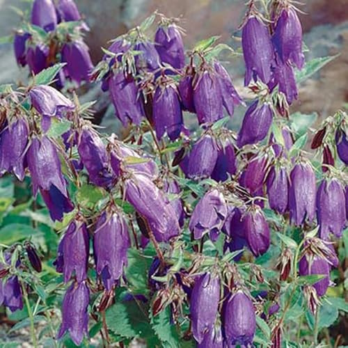 Bio Campanula punctata 'Kent Belle' violett, Topf 11x11 cm, 3 Pflanzen