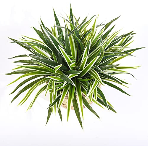 5 PCS Artificial Spider Plant Fake Greenery Realistic Chlorophytum Plants Indoor Home Shelf Office Decoration Faux Curly Spider Plants