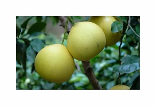 Stk - 5x Pomelo (Citrus maxima) größte Zitrusfrucht der Welt Pflanzen - Samen B2334 - Seeds & Plants Shop by Ipsa