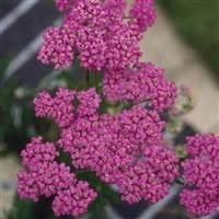 4 x Mixed Achillea Yarrow Plug Plants Cottage Garden Perennial Plug Plants