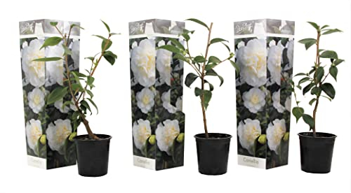 Plant in a Box - Japanische Kamelie 'Brush Field' Weiß - 3er Set - Kamelie rose pflanzen - Winterhart - Gartenpflanzen - Topf 9cm - Höhe 25-40cm
