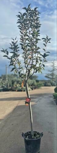 PIANTA DI MELO ANNURCA IN MASTELLO DI 6 ANNI (FOTO REALE)