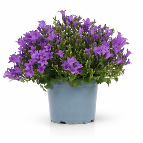Exotenherz Campanula Addenda - winterharte Glockenblume - ideal für 2 m² - 12cm Topf - 18cm hoch - 12 Stück