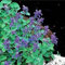 50 Pz Nepeta Cataria Semi Catnip Catmint Giardino Erba Pianta Semi Bonsai per Piantare Giardino Semi di erba gatta