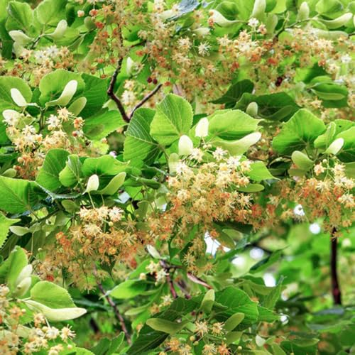 30 Pcs Bodhi Samen - Ficus Religiosa - Bonsai Baum, Nachhaltige Geschenke Bodhi Baum Bonsai Samen, Pflanzen Balkon, Deko Wohnzimmer Bäume Kaufen, Zimmerbonsai Bonsai Baumsamen Bäume