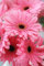Rosa Gerbera-Gänseblümchen-Samen, neue Hybridmischung, Bonsai-Pflanzen im Topf, leicht zu züchten, für den Garten, Gartenblumensamen, Packung mit 100 Samen