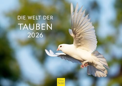 Edition Seidel Premium Kalender Die Welt der Tauben 2026 Format DIN A3 Wandkalender Vogelkalender Taube Tauberich Täubin Küken Vögel Wildvögel