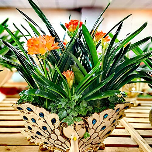 10 Clivia samen kletterpflanzen winterhart schnellwachsend bodendecker winterhart mehrjährig blumensamen gartengeschenke balkonpflanzen winterhart gartenblumen