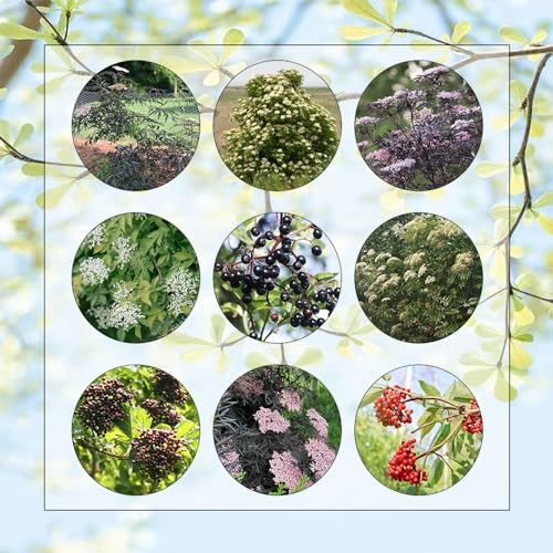 500 Pcs Holunder Samen - Sambucus Nigra - Bonsai Topf, Saatgut Alte Sorten Holunderbaum Pflanze Samen, Exotische Pflanzen Balkongarten, Bonzai Bäume Bonsai Tree Bäume Pflanzen, Bio