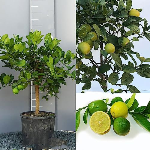 SAVINI VIVAI Pianta di Agrumi Limetta Acida Messicana in Vaso da 20 cm Altezza 70 cm 2-3 Anni di innesto Made Italy