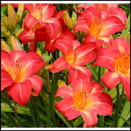 Taglilien zwiebeln,Winterhart Mehrjährig,pflegeleicht,hat leuchtende Blüten,eignet sich für die Innen Außendekoration,Frühlingsblüher,gross blumige taglilien,hemerocallis Knollen.-5zwiebeln-E