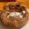 SHJOEE Panier pour Chien Paniers Chat en Peluche Moelleux Coussin Chien Antidérapant Lit pour Animaux Domestiques Lit pour Chiot/Chats de Petite,Moyenne et Grande (Marron, diamètre 60cm)