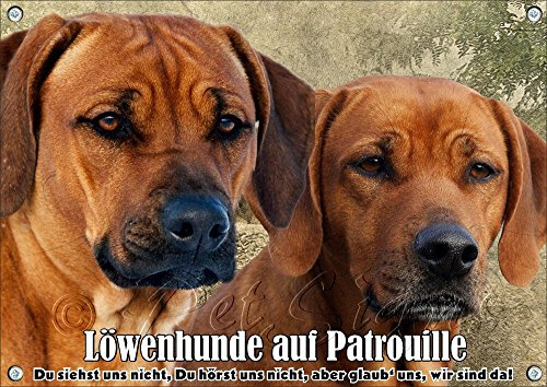 Petsigns Hundeschild - mit Zwei Rhodesian Ridgebacks - rostfreies METALLSCHILD, DIN A5