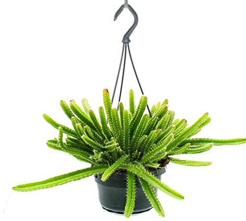 Exotenherz - Pianta d'appartamento da appendere - Hylocereus undatus - Drago - Pitahaya - 14 cm semaforo - Cactus serpente