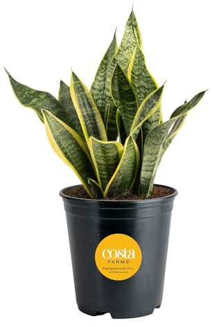 Costa Farms Sansevieria Grower's Choice Snake Live Indoor Plant, 12-Inches Tall, Grower Pot