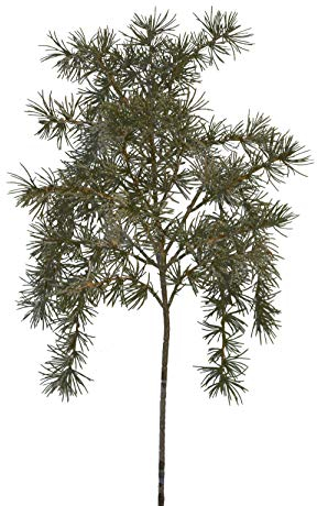 2474U Kunstzweig Zeder Tanne-/Nadelbaum grün mit Glitzerschnee überzogen, ca. 78 cm naturgetreu