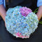 Saterkali Semi di ortensia, 50 pezzi semi di ortensia naturale rara piccola palla di neve enormi semi di fiori sferici per giardino Blu Ortensia