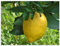 ARTland Wanddeko Wandbild Alu Verbundplatte für Innen & Outdoor Bild 40x30 cm Pflanze Zitrone Frucht Obst Baum Natur U4YF