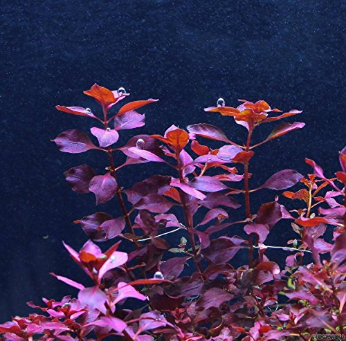 Ludwigia palustris red x3 bunch - Live aquarium plant