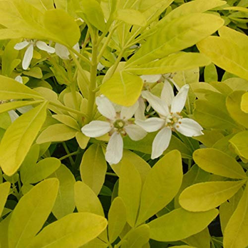 2 x Choisya Ternata Sundance - Oranger du Mexique 'Sundance' 25-30 cm en conteneur