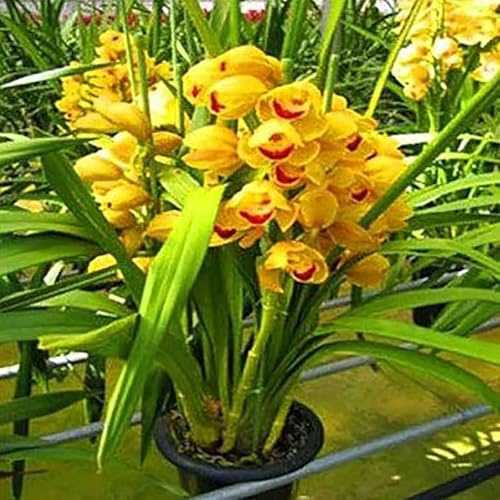 Winterhart,Seltene,Cymbidium mehrjährig,Cymbidium Orchidee,Dekorative,Wasserbedarf gering,phalaenopsis orchidee echt,Garten.-5knolle-B