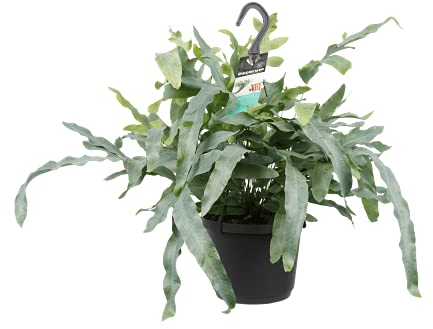 Hängepflanze - Super schöne Indoor-Hängepflanze - Gemütliche Pflanze für zu Hause - Schöne und originelle Hängepflanze als Geschenk ? Zink-Farn - Ø 17 cm - Höhe 40 cm | Zimmerpflanze