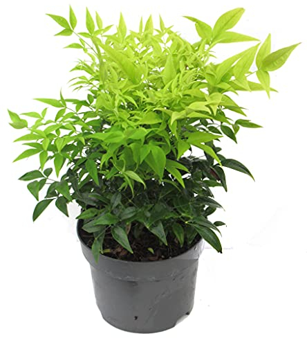 Nandina domestica 'Lemon Lime'-Scheinbambus, Himmelsbambus - winterharter, wintergrüner, Zwerg- Strauch 17 cm Topf Kübelpflanze - Beetpflanze