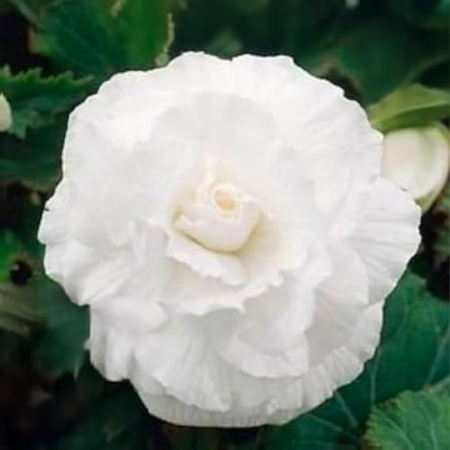 Bulbi di BEGONIA | Bulbi provenienti dai migliori produttori Olandesi | Esclusiva selezione e controllo qualità | Fioritura garantita dal primo anno. (3 Bulbi di Begonia WHITE DOUBLE)