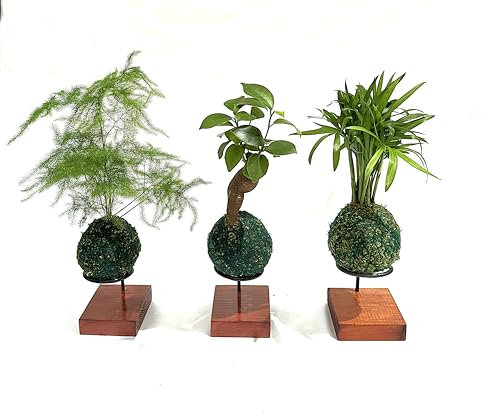 Pack Especial de Tres Kokedamas con soporte | Kokedama Mini | Auténticas kokedamas japonesas| Hecho a Mano por un Maestro japonés | (K01)