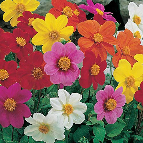 Dahlia Mignon Mixed 3 Bulbs per Pack