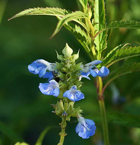 Pfeffer Salbei African Skies - Salvia uliginosa - lebende Gartenpflanze aus den Baumschulen