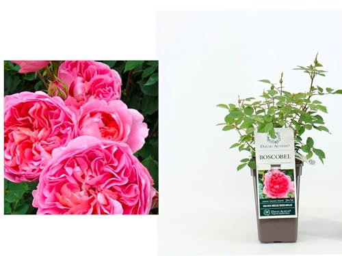 David Austin Boscobel Salmon Pink Rose - English Garden Rose Bush in 3ltf Pot