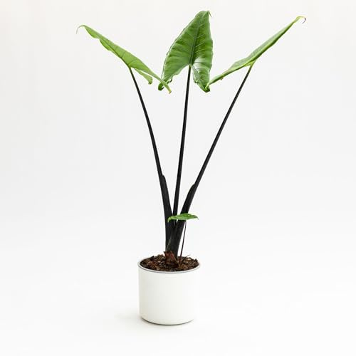 Vivai le Georgiche - Pianta vera di Alocasia Black Zebrina Alocasia zebrina 'Black Zebrina' Pianta della Zebra, Orecchie di elefante Zebra - vaso Ø 14 cm - altezza alla vendita 30-40 cm