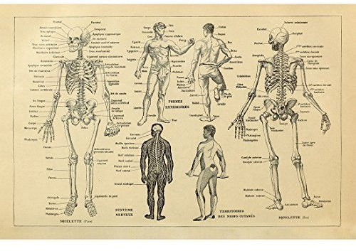 Meishe Art Poster Kunstdrucke Anatomie des Menschen Skelett Grafik Layout Medizinische Wissenschaft Bildung Lehre Kreislauf Muskuläres System Illustrationen Plakatdruck Jahrgang Wand Dekor