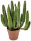 Fangblatt - Stapelia grandiflora - Riesensternblume - exotische Aasblume - außergewöhnliche Zimmerpflanze/Sukkulente