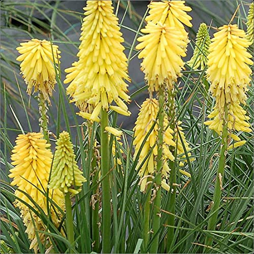 Kniphofia Uvaria Poco Citron (Yellow) Dwarf Red Hot Poker x 3 Jumbo Plug Plants
